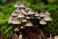 Mushrooms potential use in treating migraines?